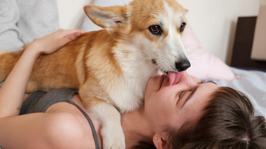 brown dog laying on a woman licking her face