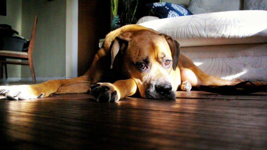 brown dog lays on wooden floor