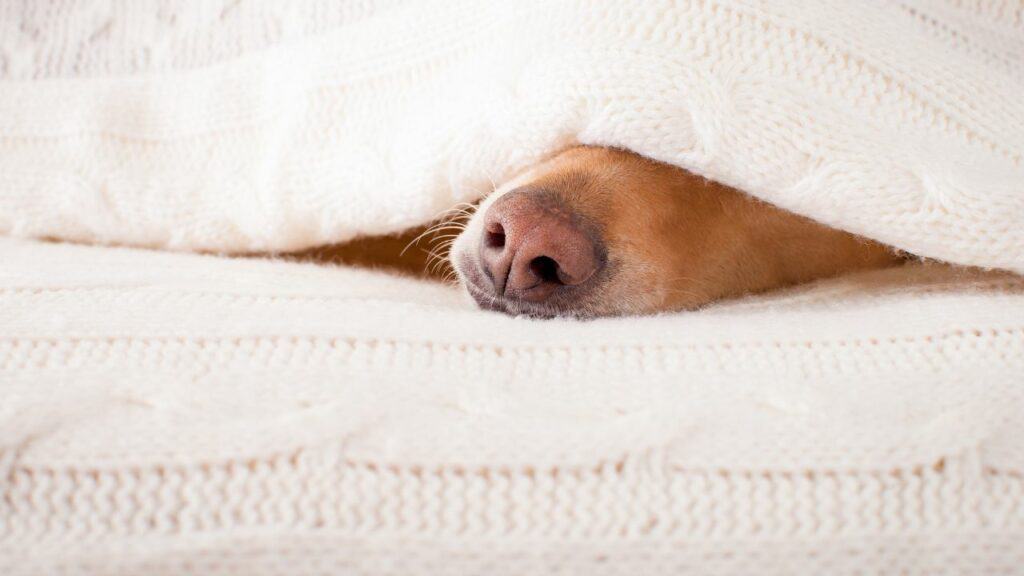 brown dog nose under a white normal blanket