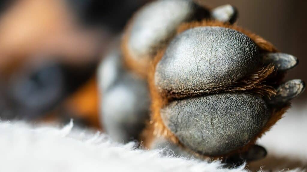 brown dog paw from the side
