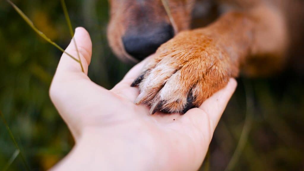 brown dog paw in human hands