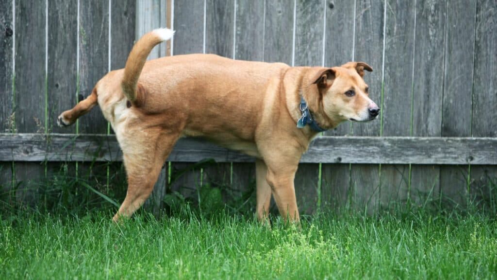 brown dog peeing outdoor