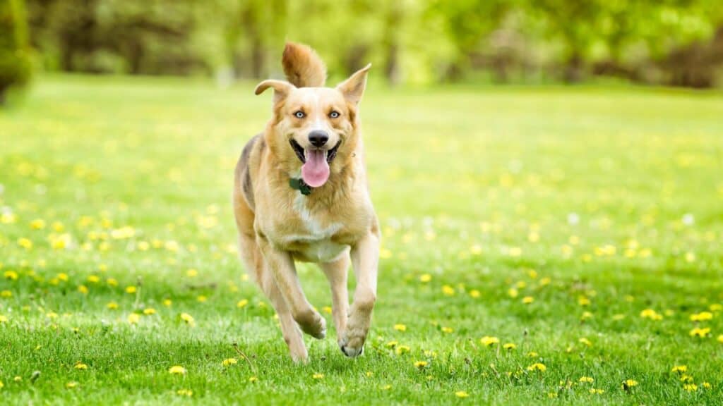 brown dog running on grass in the sun