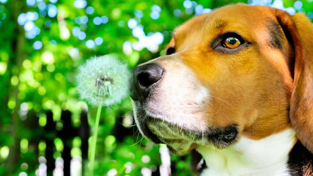brown dog sniffs on a flower