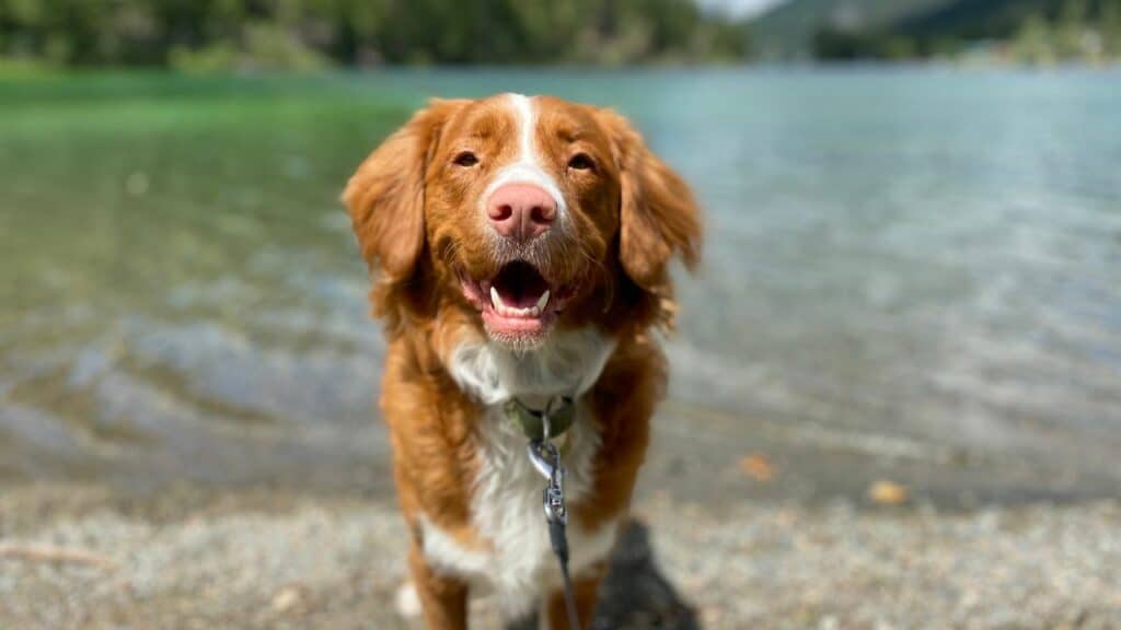 brown dog standing next to water