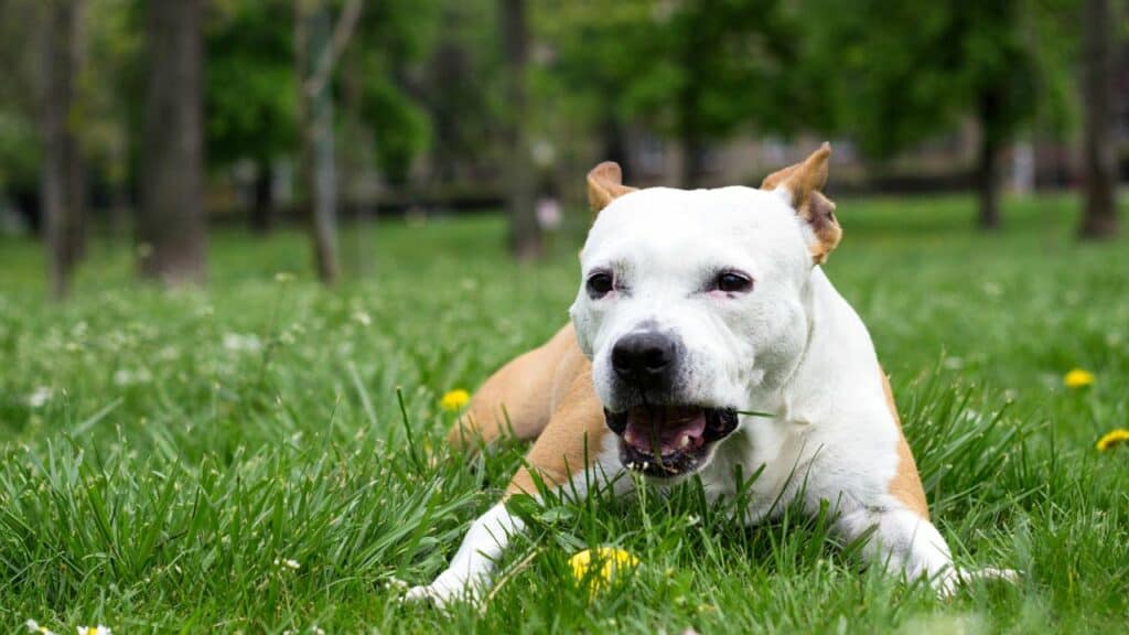 brown white dog eating grass
