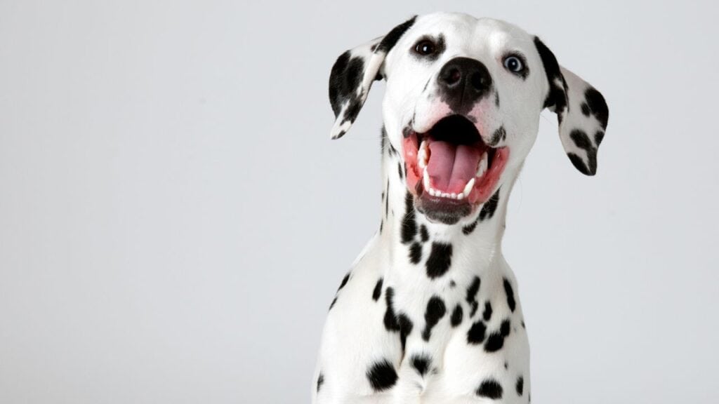 dalmatian dog looking happy to camera with green grass background
