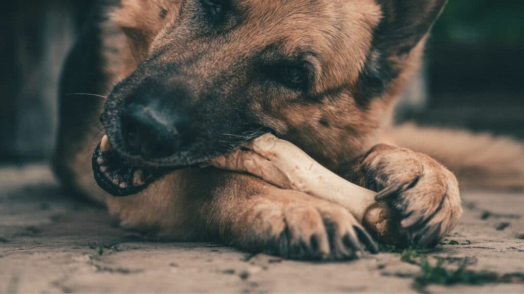 dark brown dog chewing on a dog bone