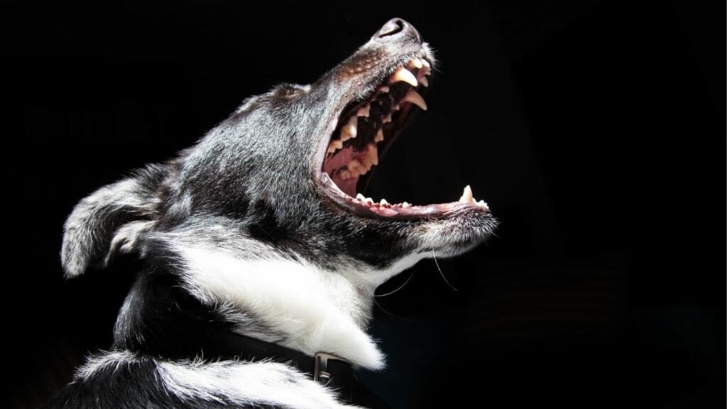 dog on dark background is yawing heavily
