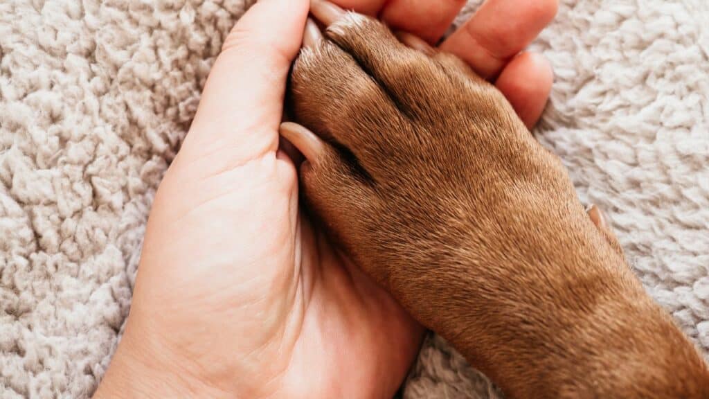 one brown dog paw in womans hands