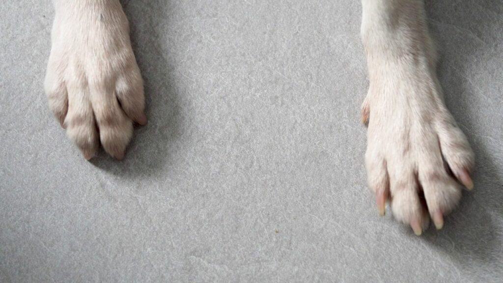 two white dog paws on ground outdoors