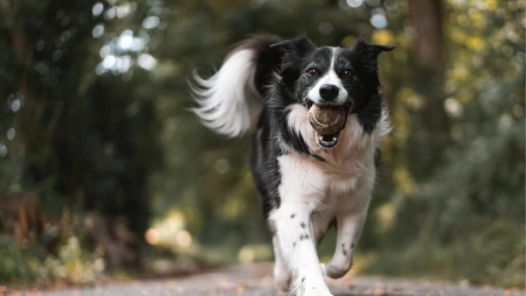 white black dog running to the camera with a ball in his mouth