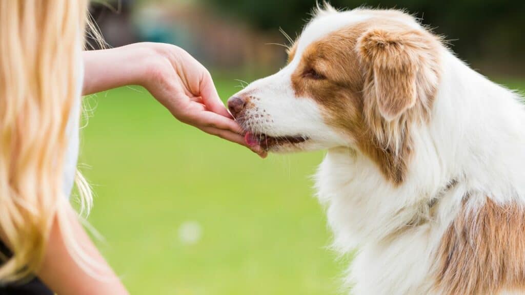white brown dog get a treat from a womans hand