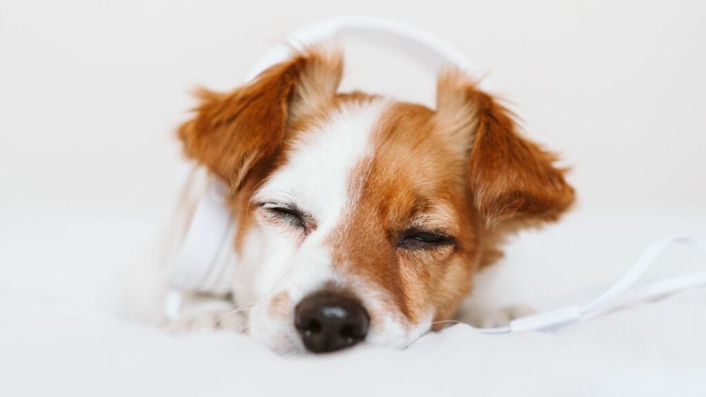 white brown dog sleeps in white bedding