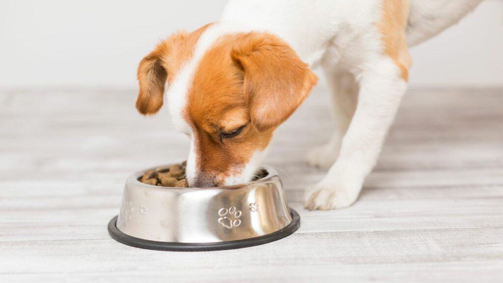 white brown puppy eats from a dog bowl