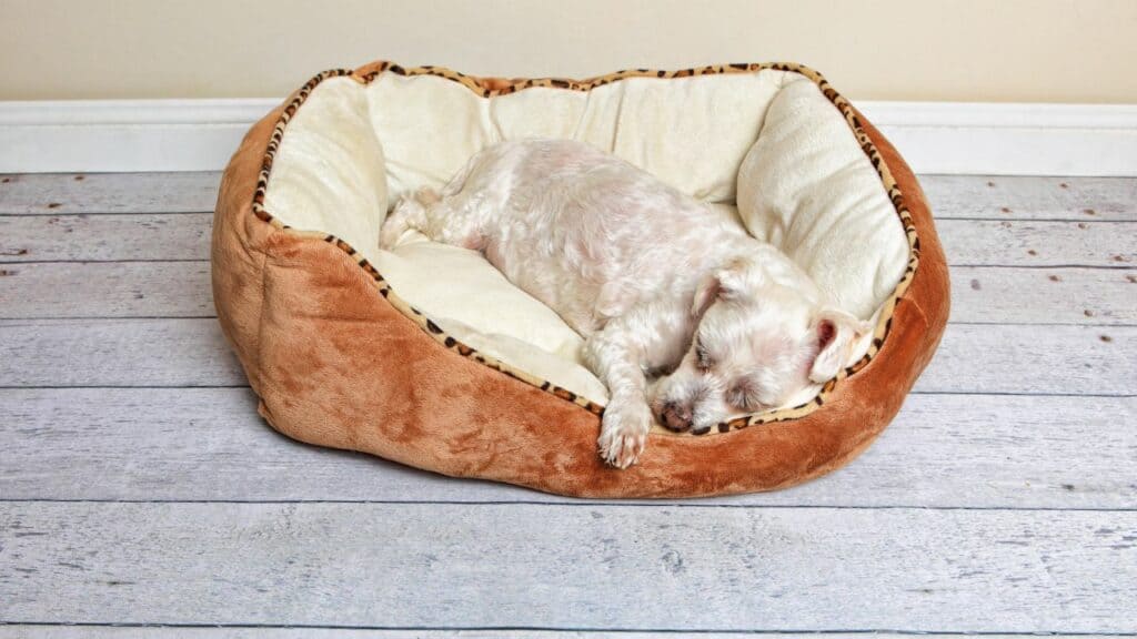 white dog is laying in his beige brown bed