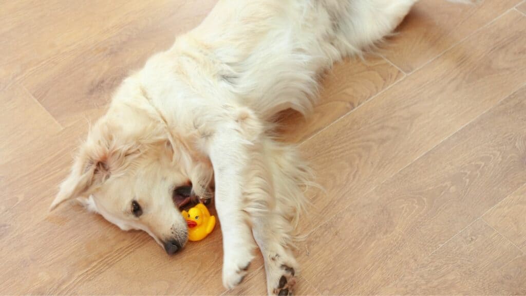 white dog lays on brown ground with his toy