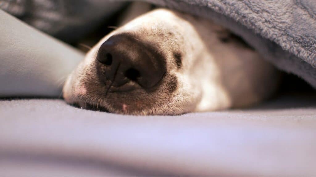 white dog nose under a grey blanket
