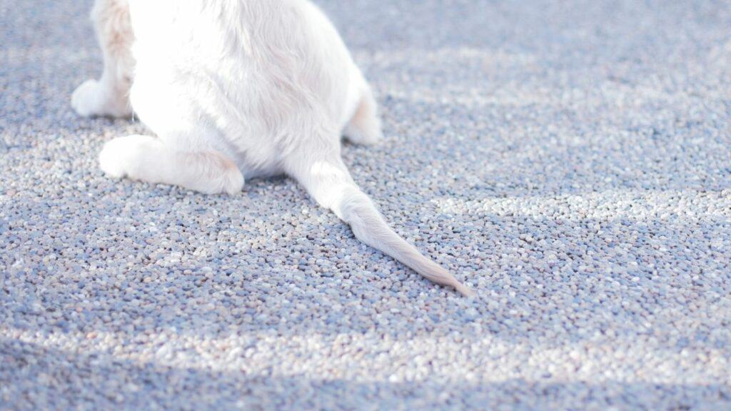 white dog tail on the ground