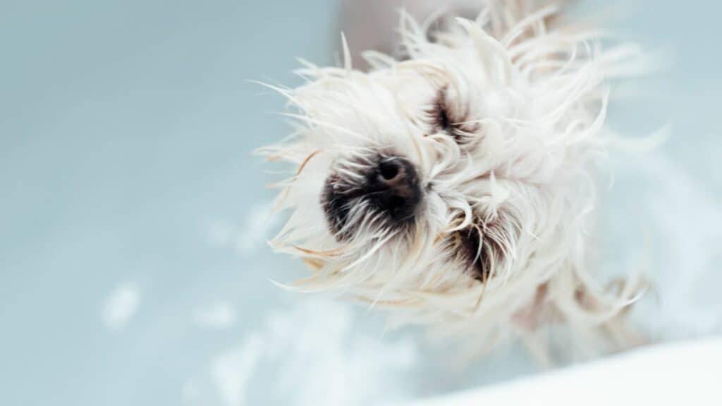 white little dog gets a bath