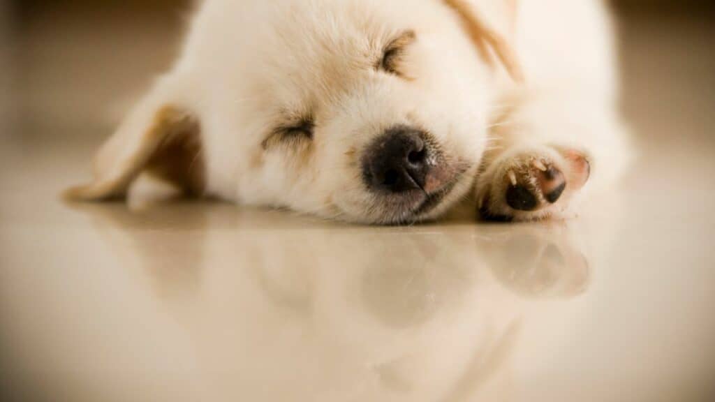white little puppy sleeps on the ground