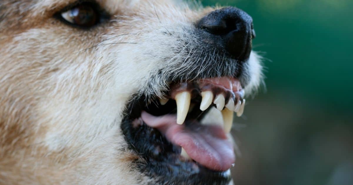 11 Reasons Why Your Dog Gets Mad At You
