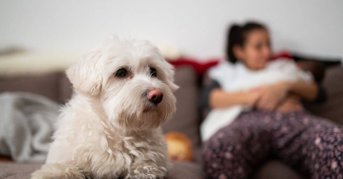 13 Signs Your Dog Is Jealous Of Your Significant Other