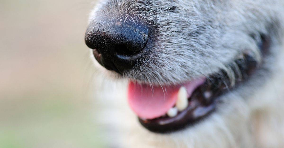 Dog Foaming At Mouth_ The Reasons & What To Do