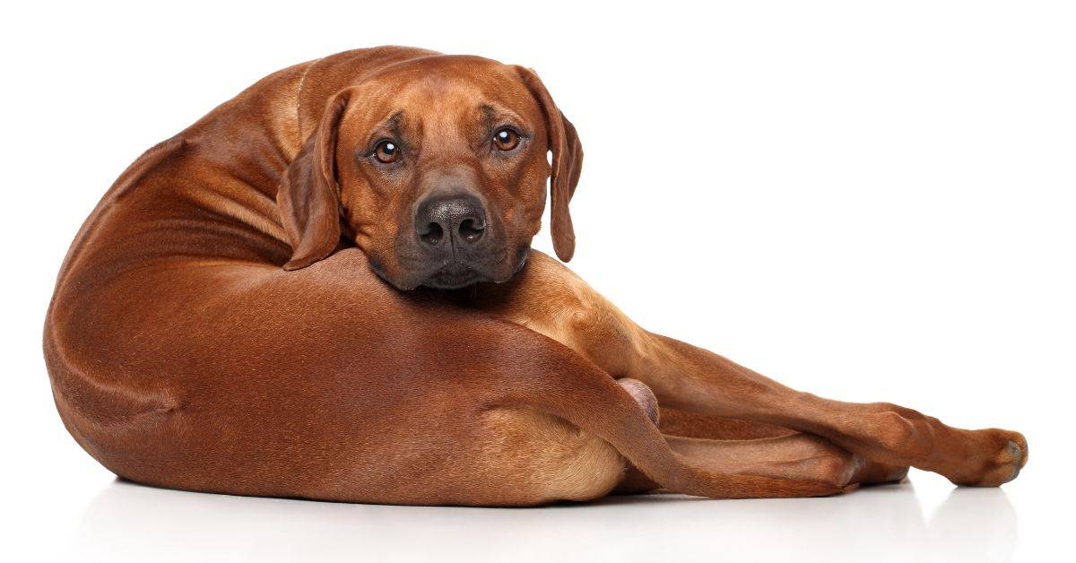 Dog Hemorrhoids_ Everything You Need To Know!