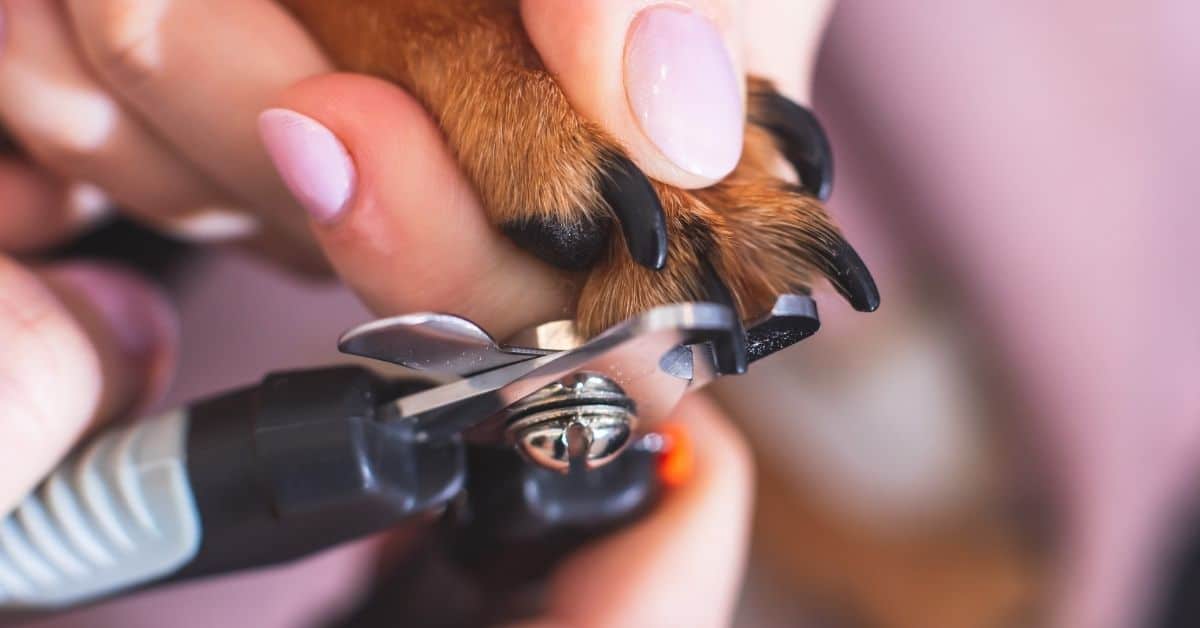 How To Cut Dog Nails Guillotine