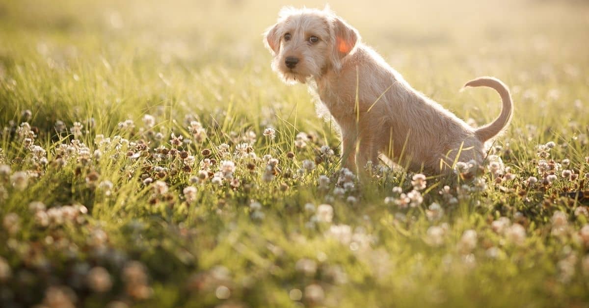 How To Stop Dog Urine From Killing Grass Naturally
