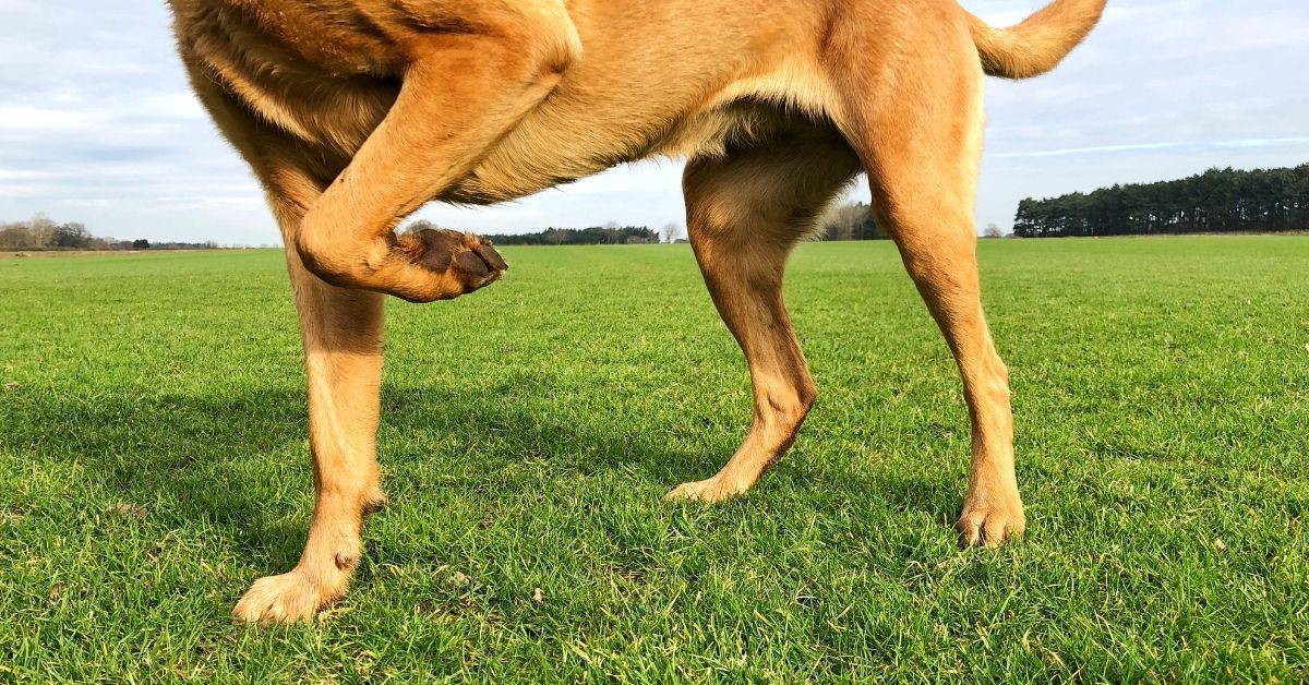 How To Treat A Limping Dog At Home