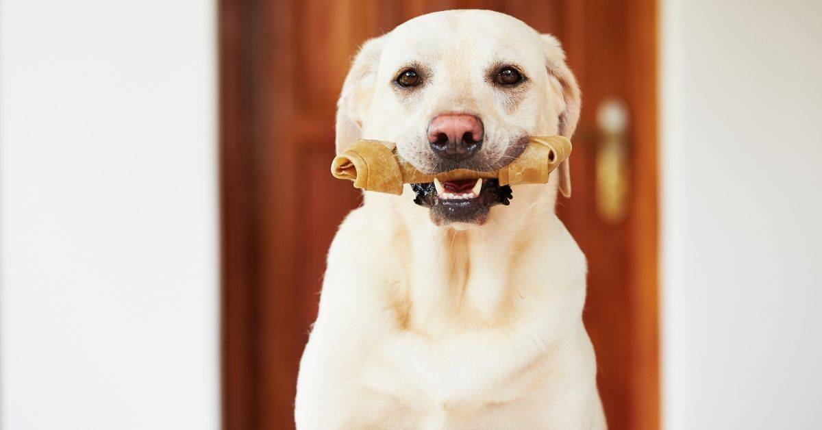 Why Do Dogs Like Bones
