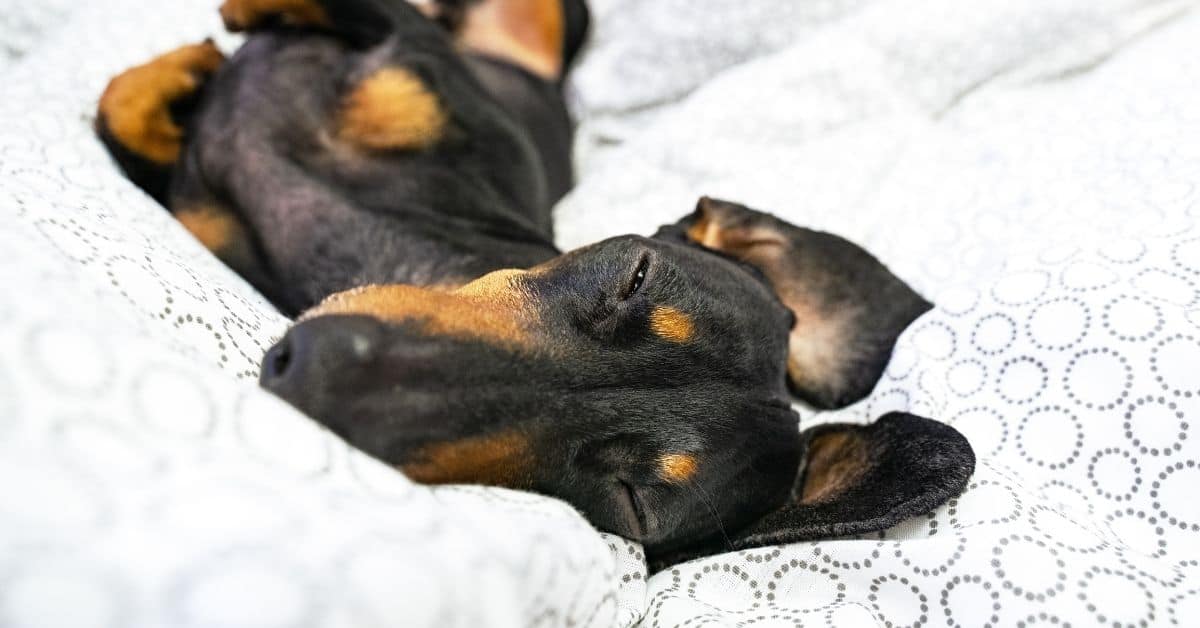 Why Do Dogs Sleep On Their Backs