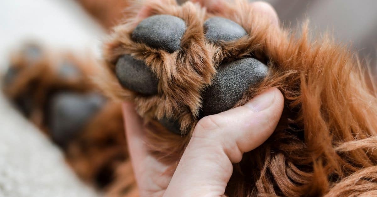 Dog Paws Red_ _ Everything You Need To Know!