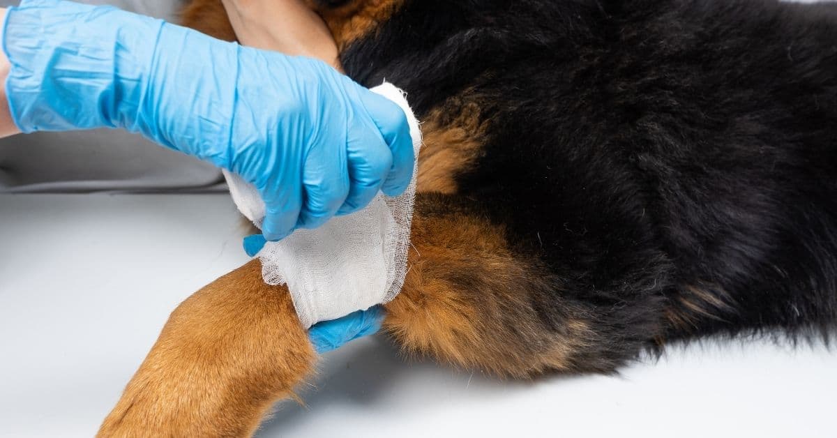 Dog Wound Care _ A Complete Guide