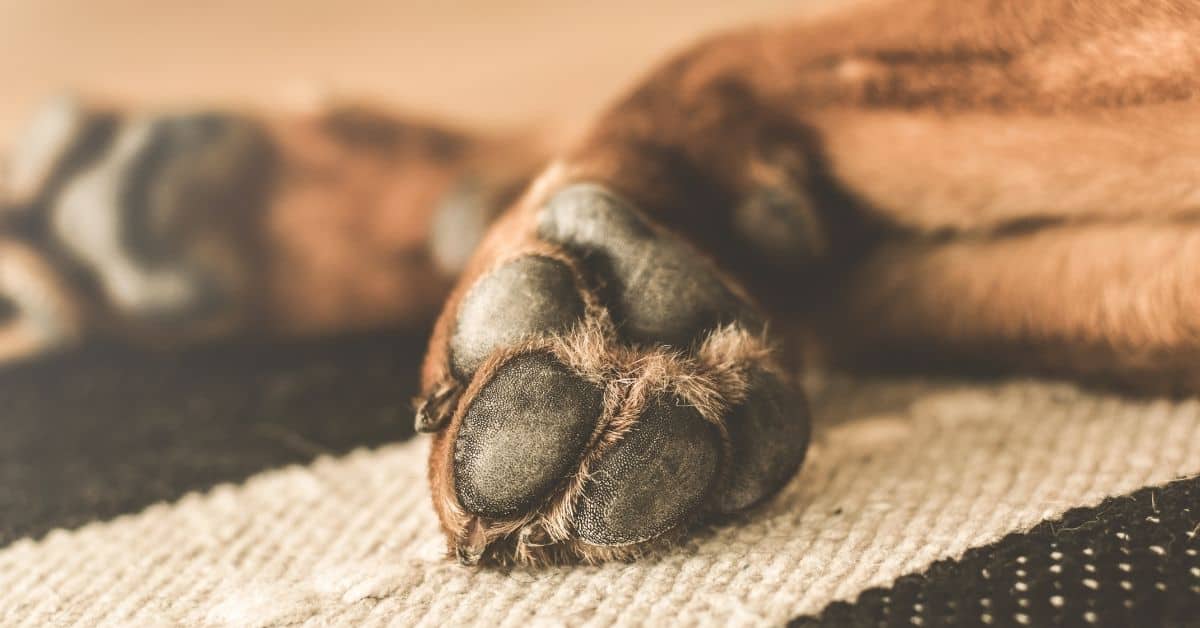 Dogs With Webbed Feet _ Everything You Need To Know
