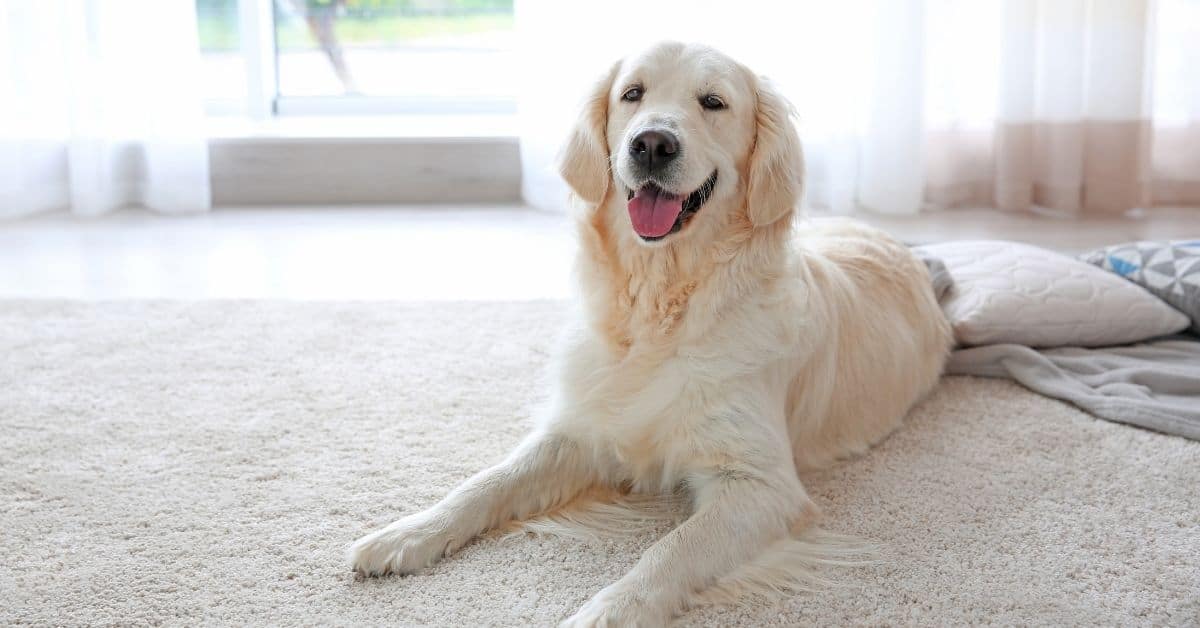 How To Get Dog Smell Out Of Carpet