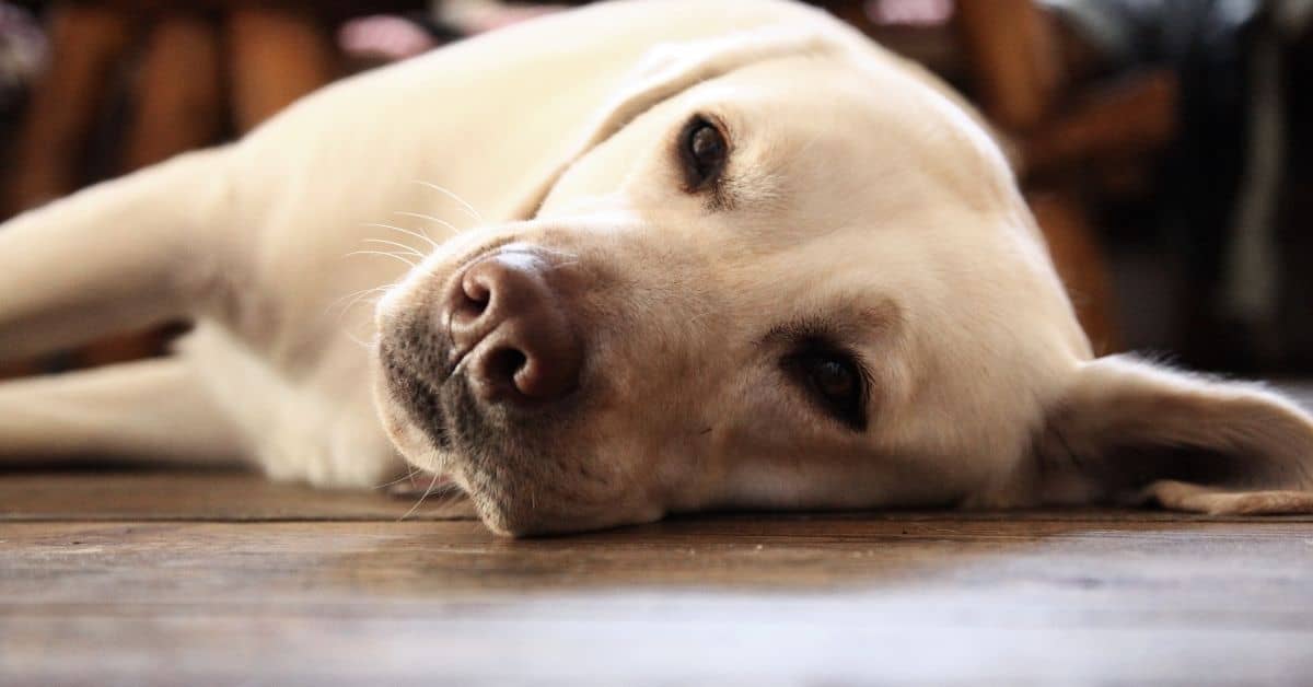 How To Shrink A Dog Lipoma Naturally