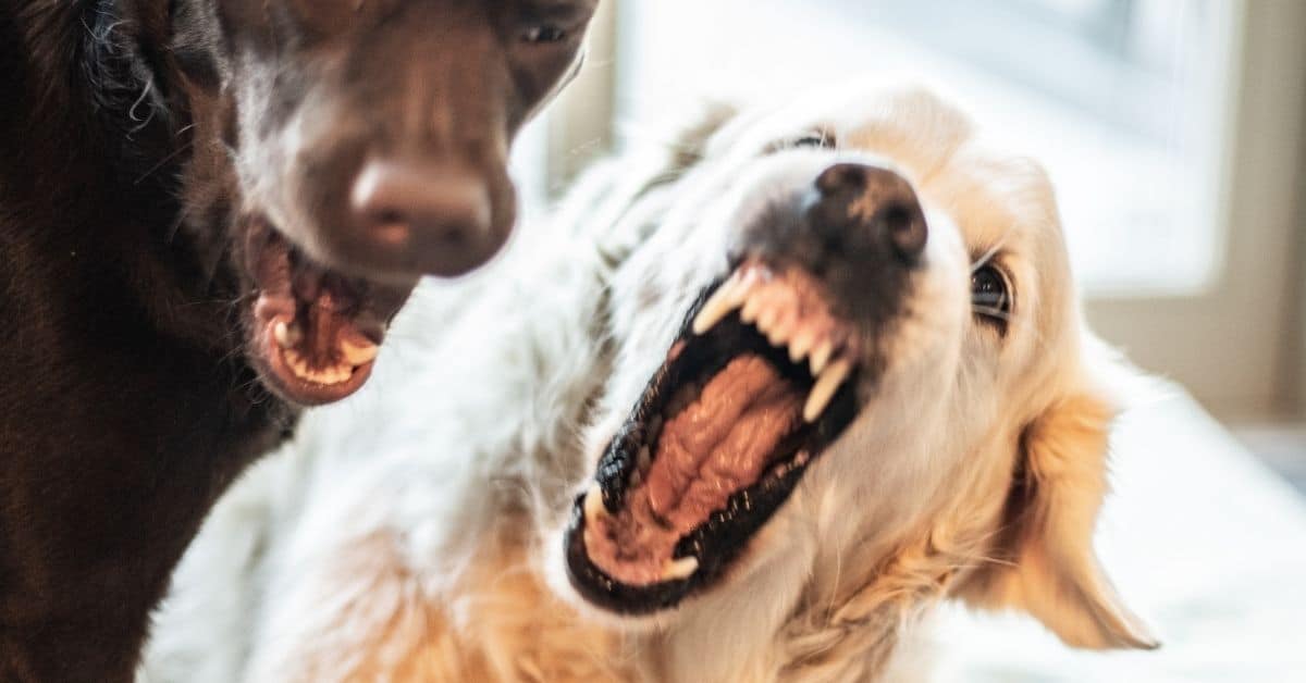 How To Stop Dogs From Fighting In The Same Household