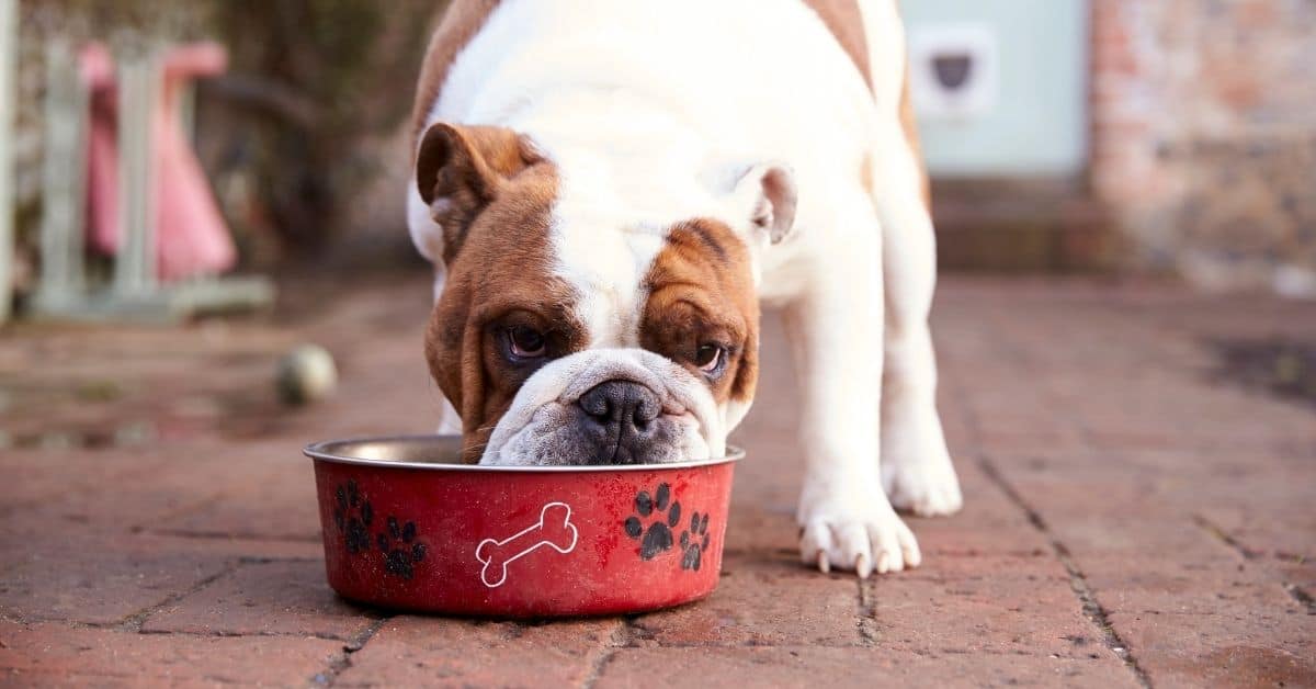 What Can I Feed My Dog Instead Of Dog Food