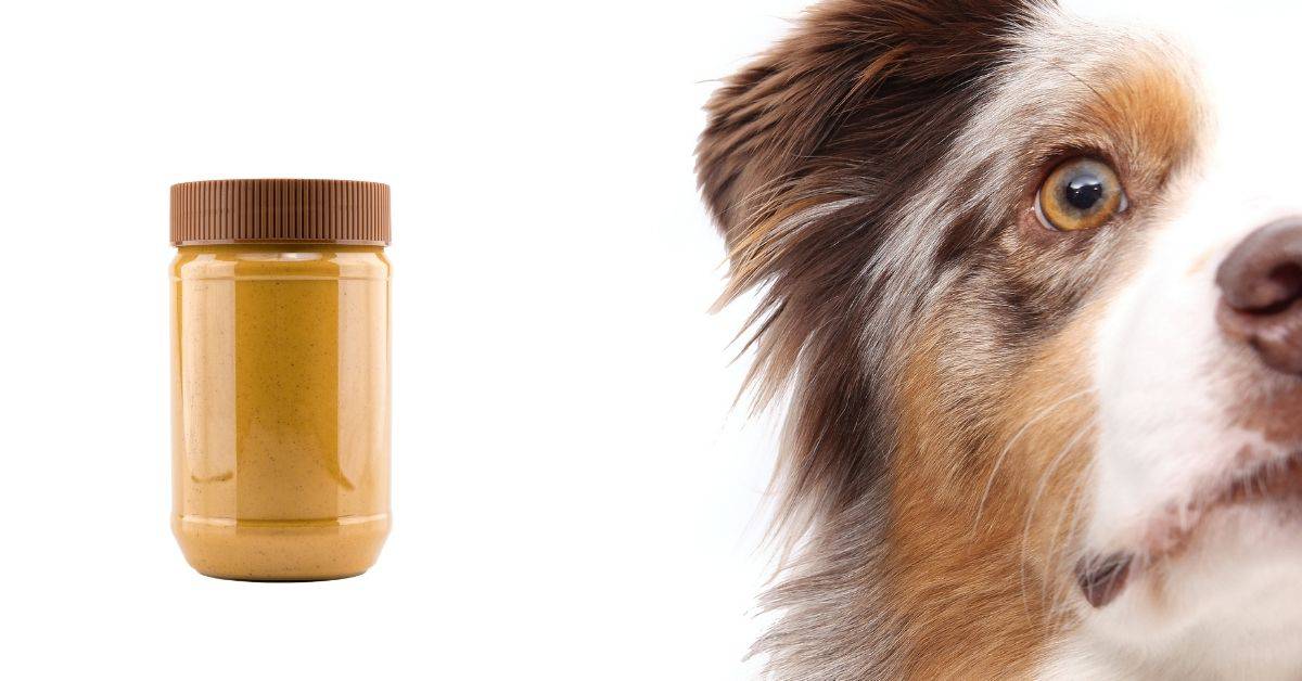 Why Do Dogs Like Peanut Butter