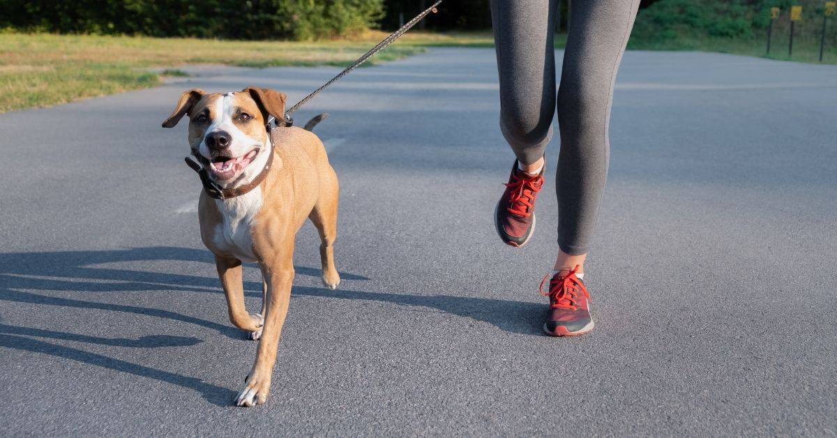 13 Amazing Benefits Of Regular Exercise For Your Dog