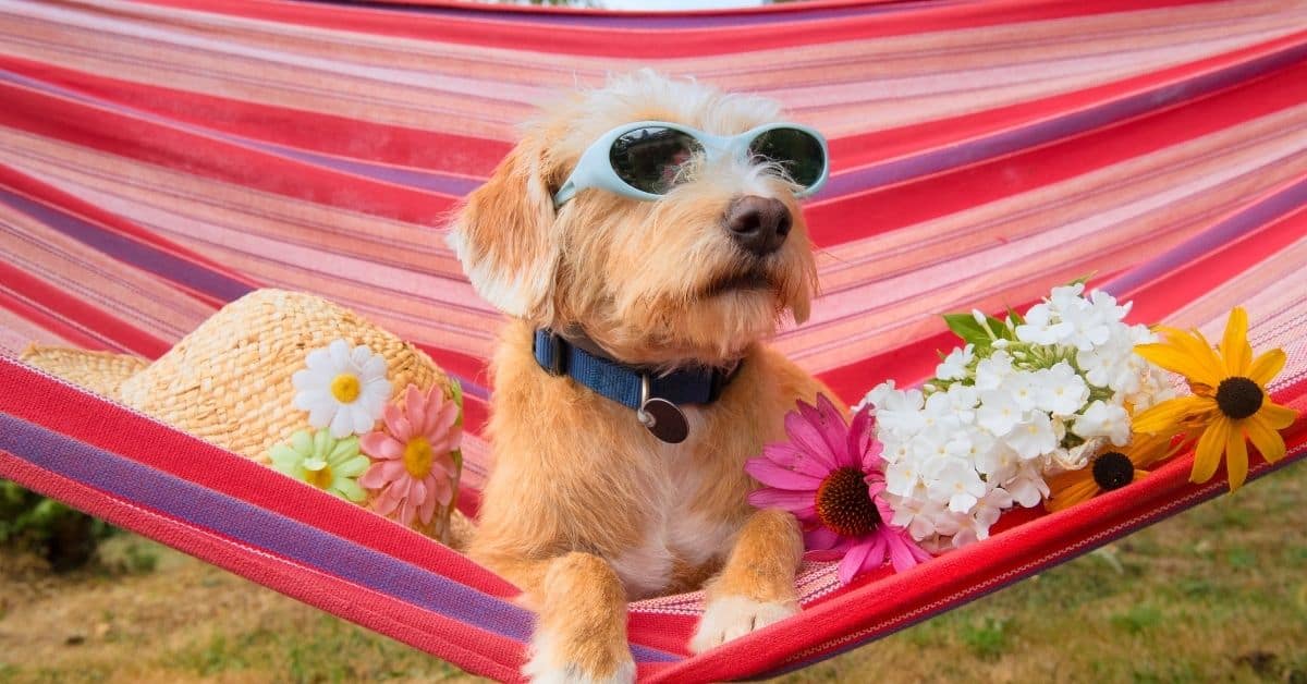 15 Top Dog-Friendly Vacation Destinations You Need to Visit