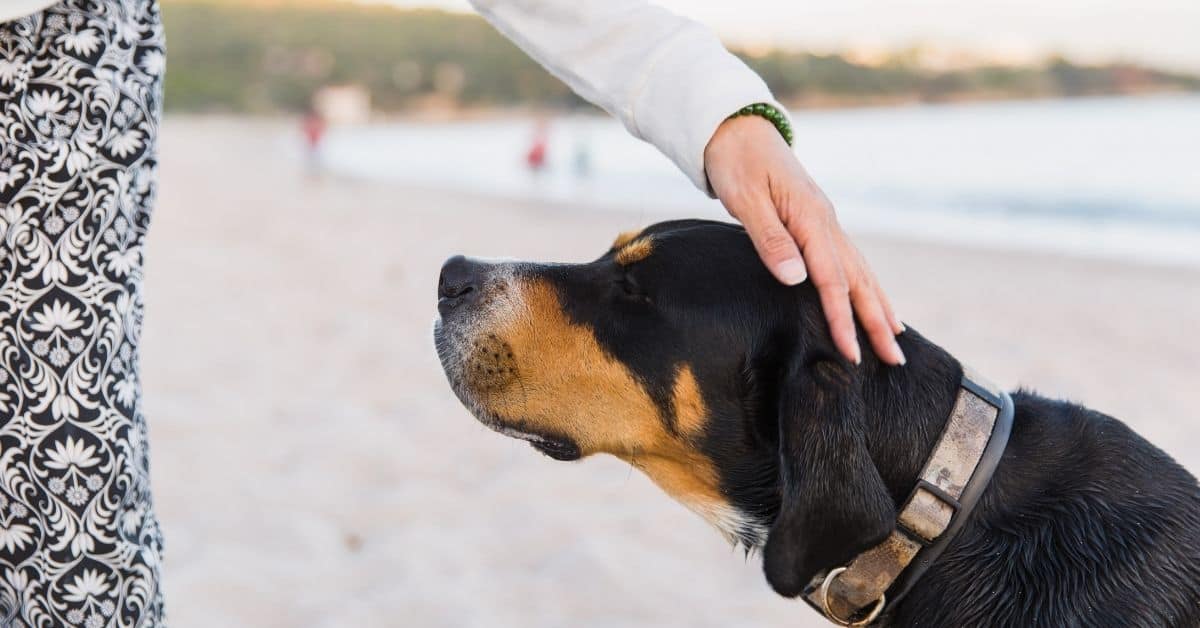 26 Things Your Dog Does For You Without You Realizing It