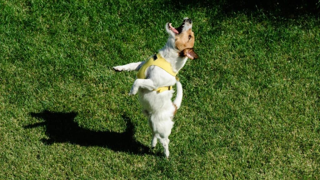 Dog-Dancing-on-grass