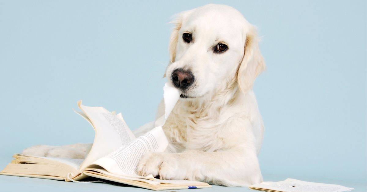 Why Do Dogs Eat Paper_ _ Understanding The Reasons