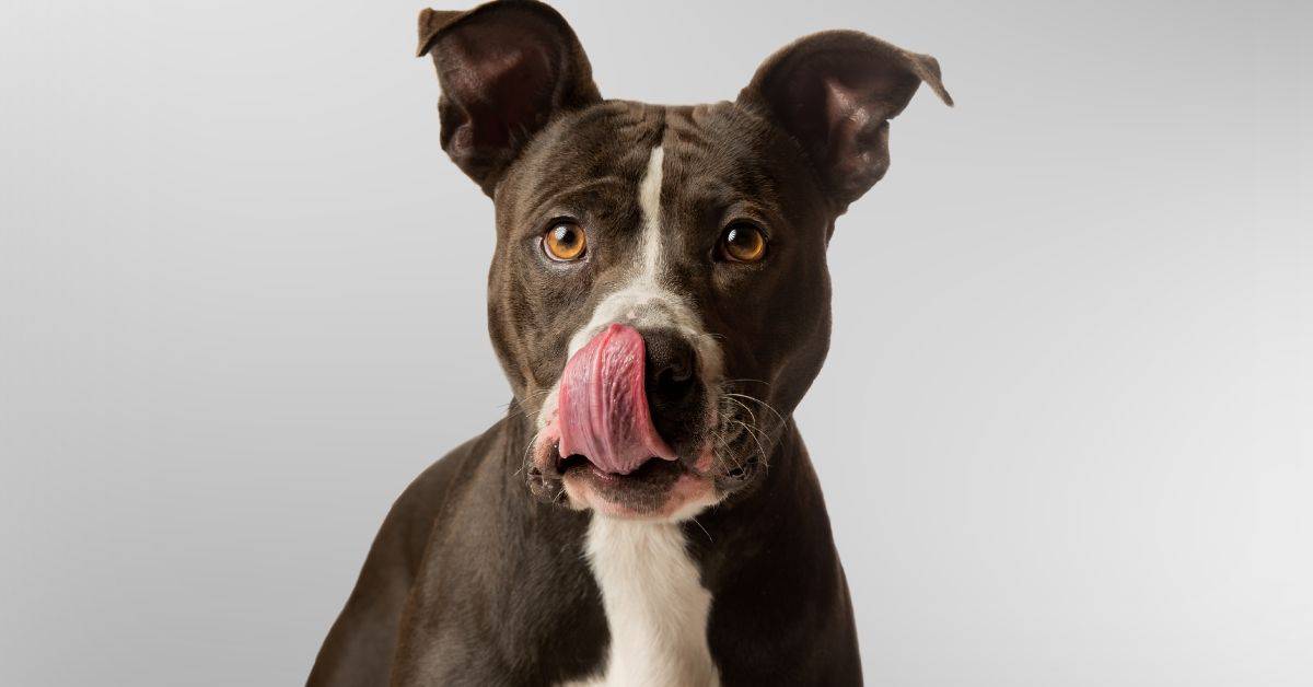 Why Do Dogs Lick Your Mouth And Nose
