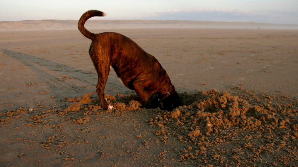 brown-dog-digging-at-the-beach