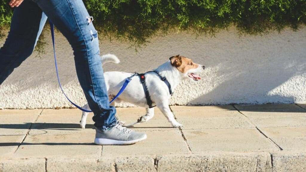 dog-walking-at-leash-good